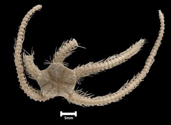 Media type: image;   Invertebrate Zoology OPH-1902 Aspect: dorsal